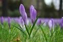 2009-03-17, erste Krokusse (3)